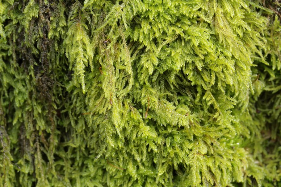 Листостебельный зеленый мох