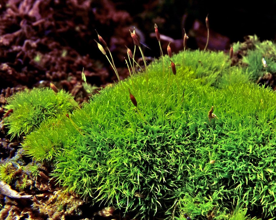 Семейство Leucodontaceae - Левкодонтовые