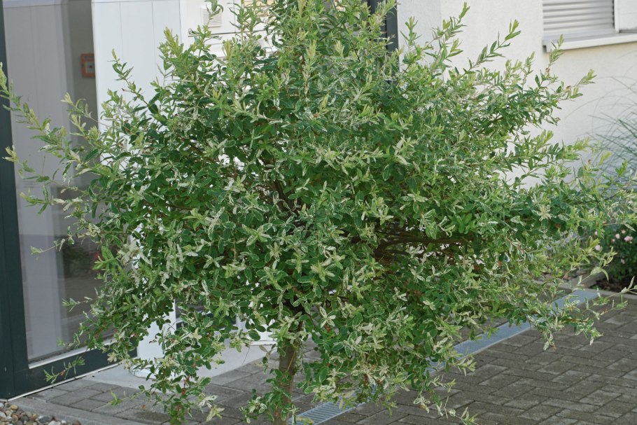 Salix cinerea Tricolor