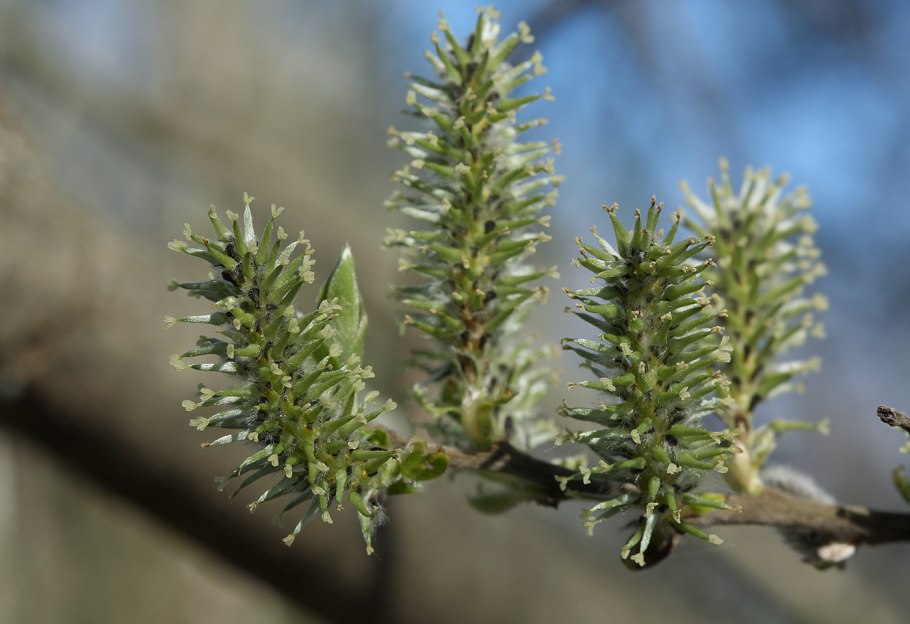 Salix cinerea Tricolor