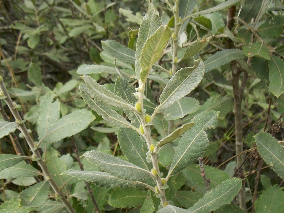 Кустарник Ива пепельная