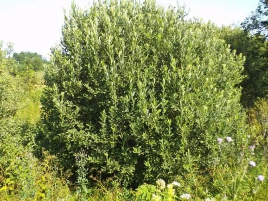 Ива пепельная Salix cinerea