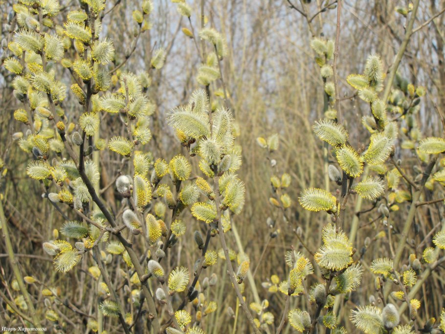 Ива Гмелина