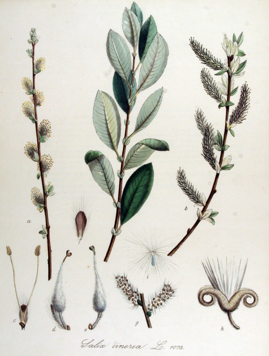 Salix cinerea Tricolor