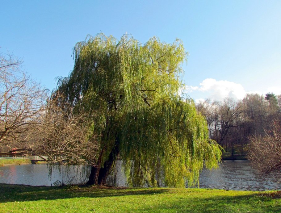 Ива пепельная Salix cinerea l.