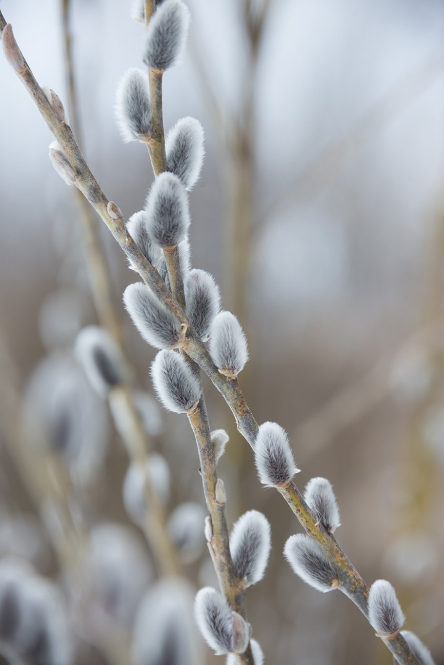 Верба листья