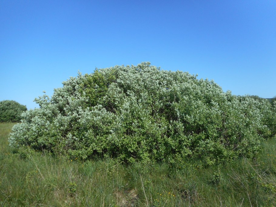 Ива пепельная Salix cinerea