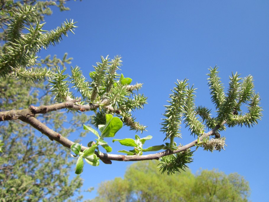 Ива пепельная Salix cinerea