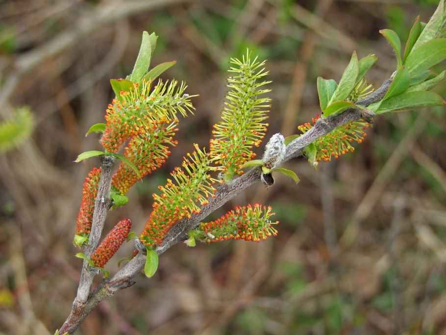 Salix x smithiana