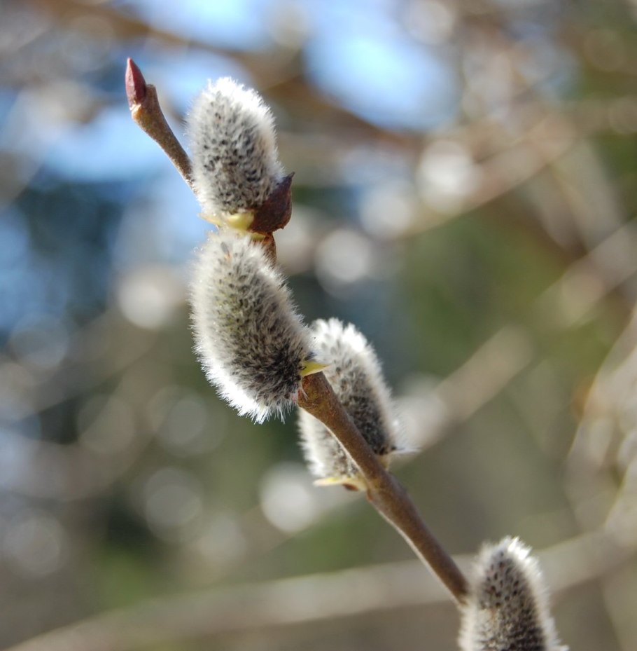 Сережки ивы