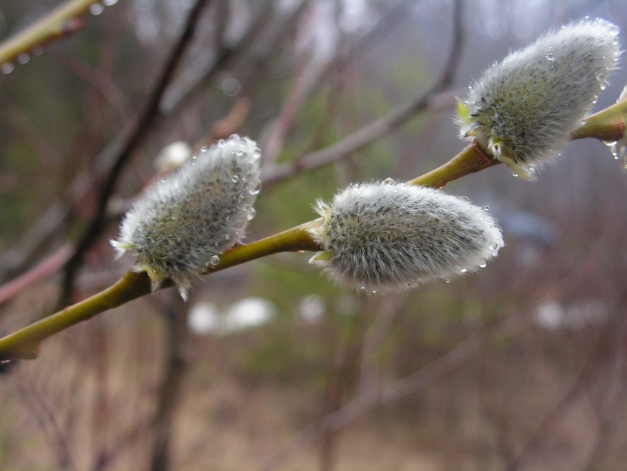 Ива пятитычинковая Salix pentandra