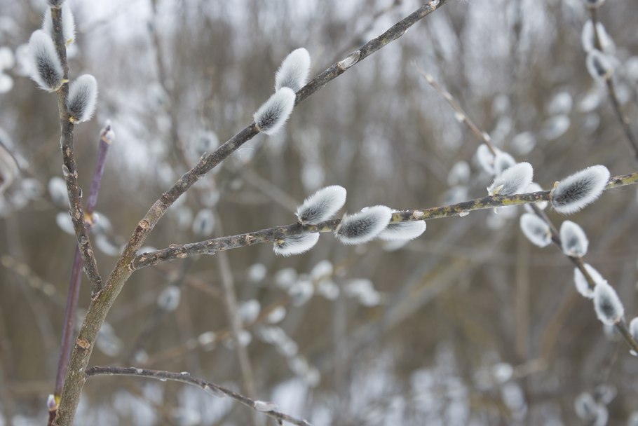 Ива пепельная Salix cinerea l.