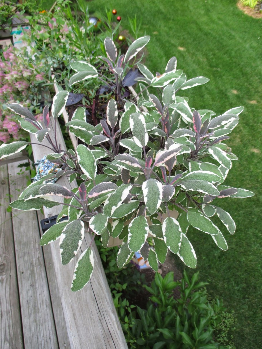 Ива пепельная (серая)