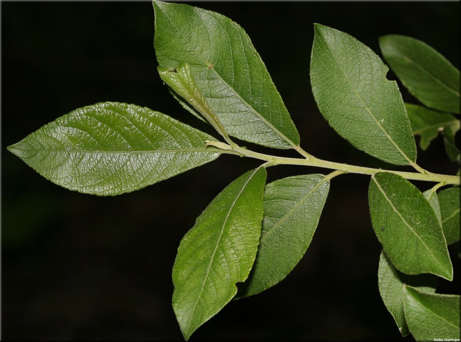 Ива пепельная Salix cinerea l.