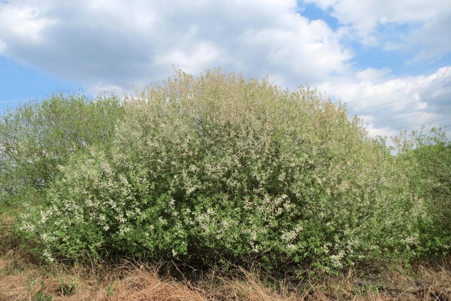 Ива серая Salix cinerea