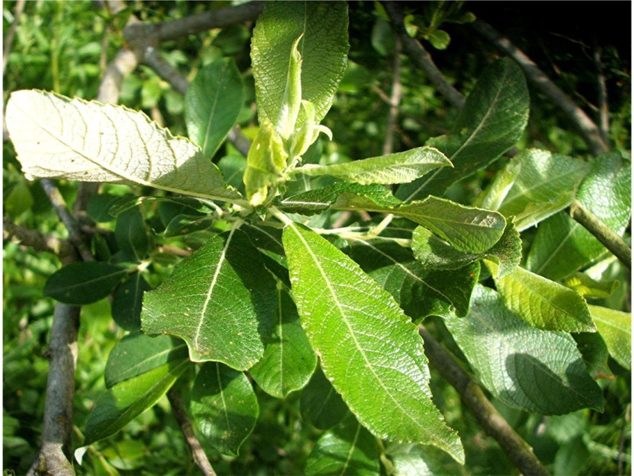 Ива пепельная Salix cinerea