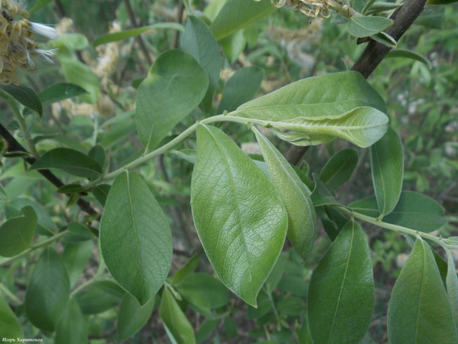 Ива серая Salix cinerea