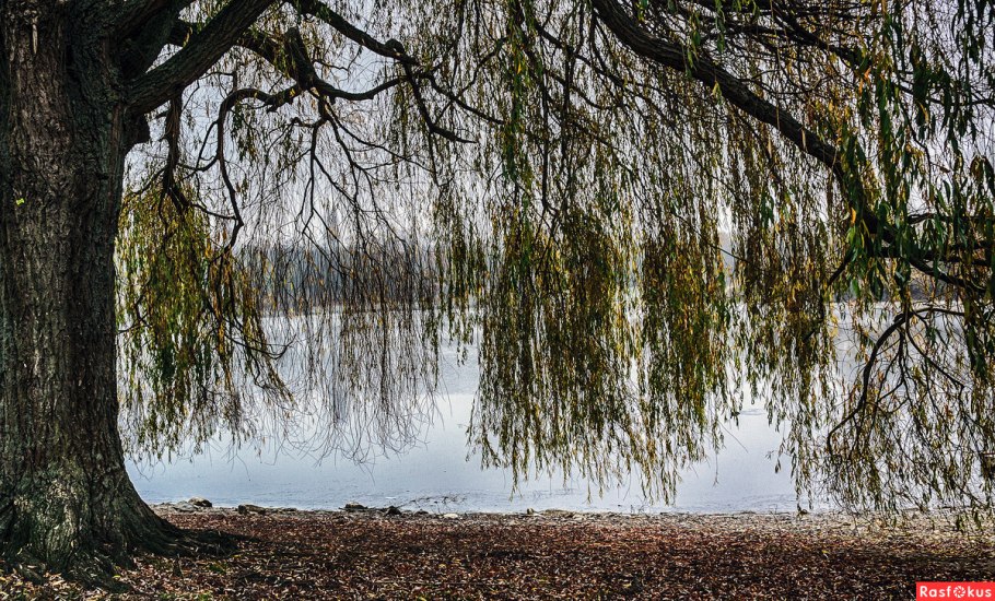 Ива пепельная Salix cinerea