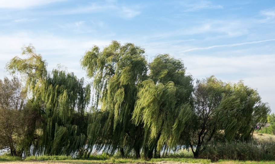 Ива пепельная Salix cinerea