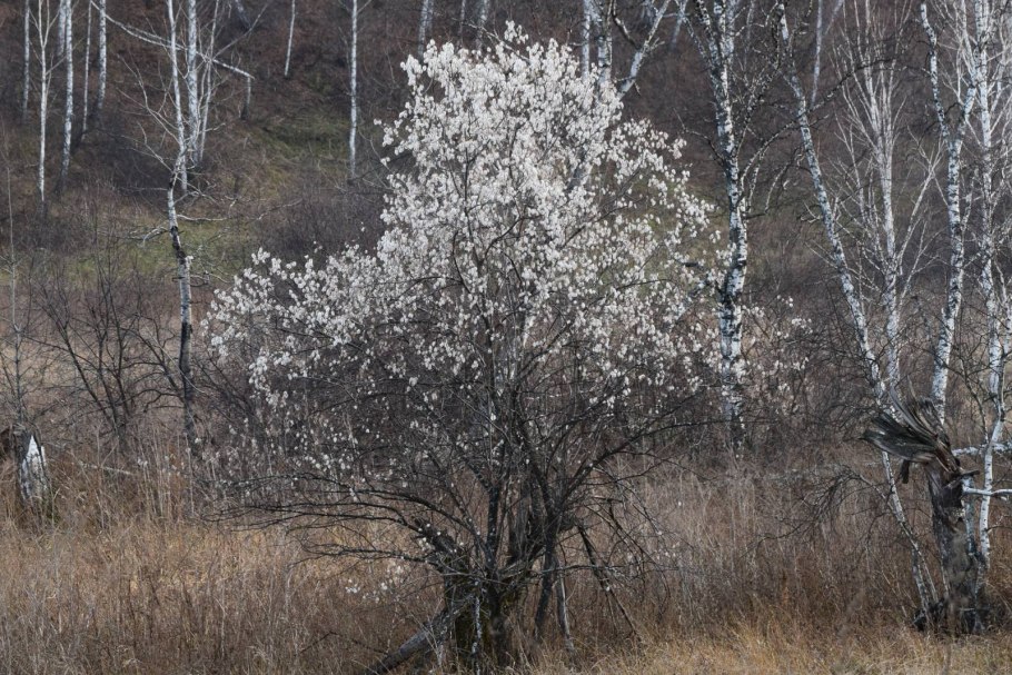 Ива белая (Salix Alba)