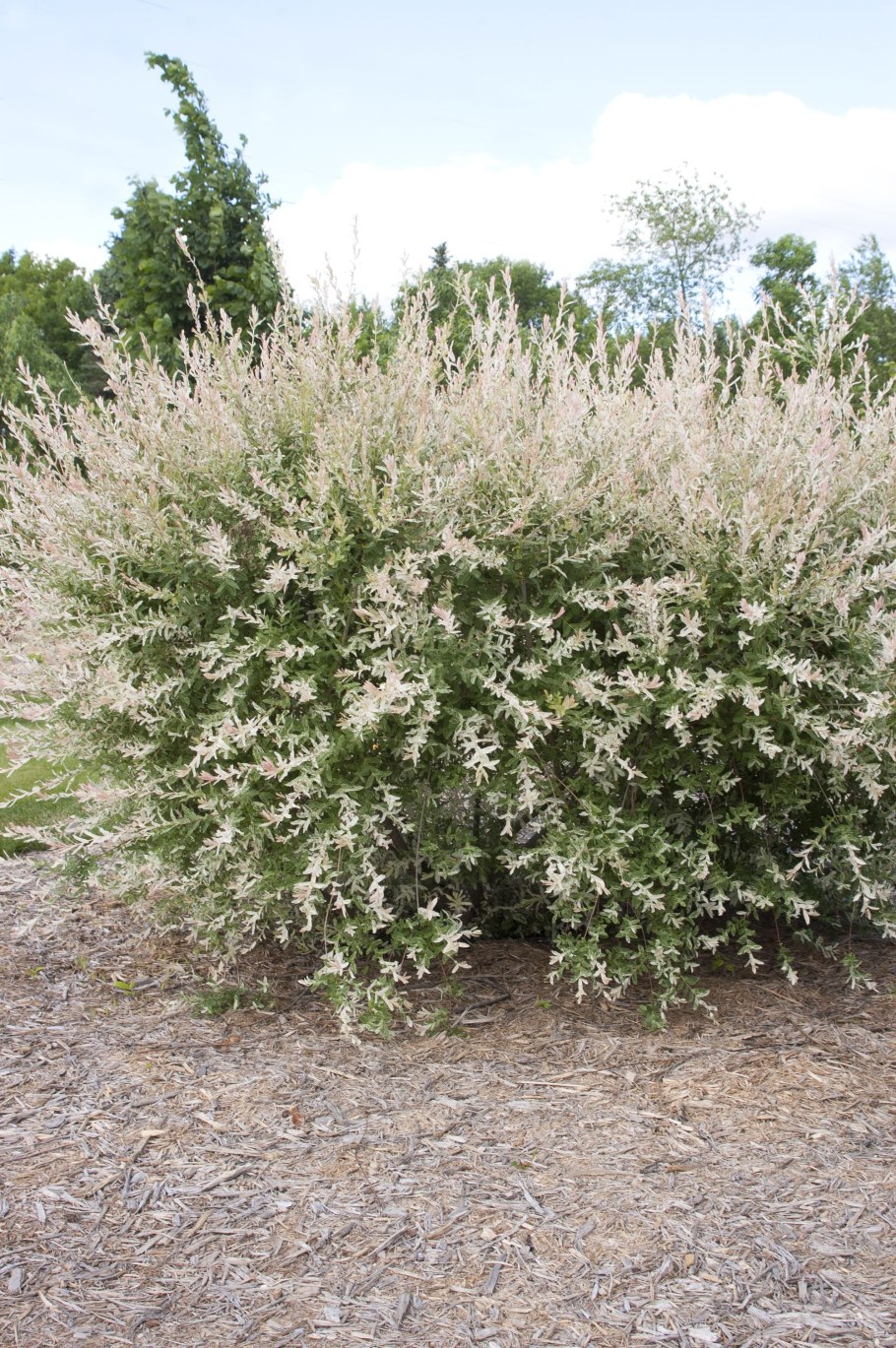 Ива пятитычинковая