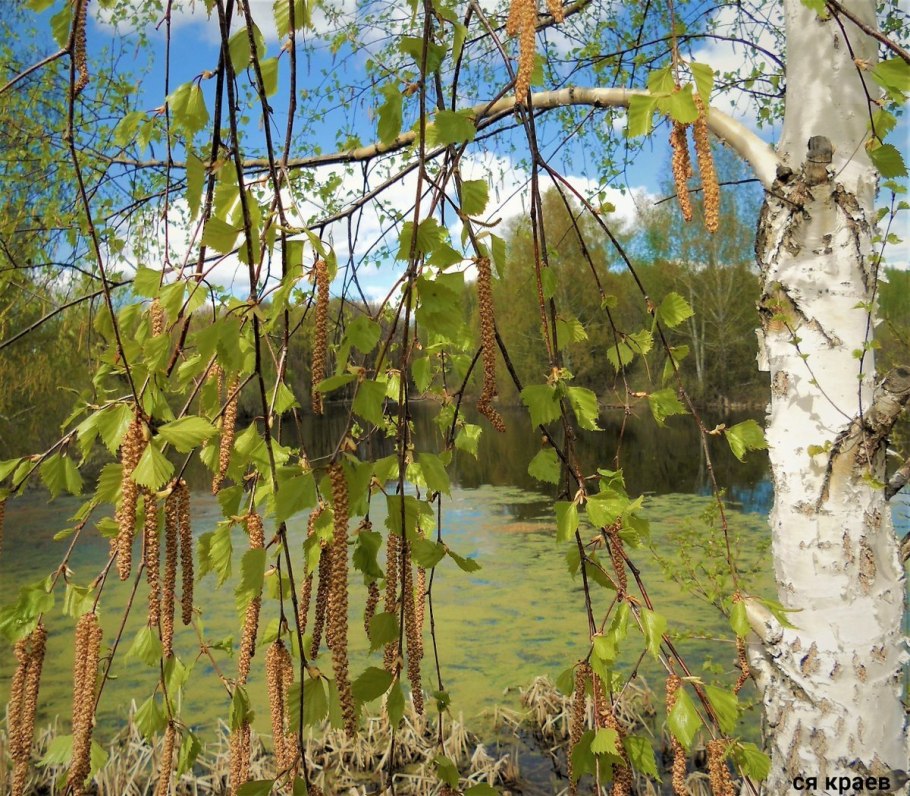 Ива ломкая Salix fragilis Basfordiana