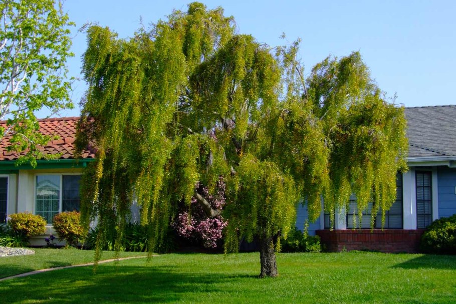 Ива обыкновенная плакучая