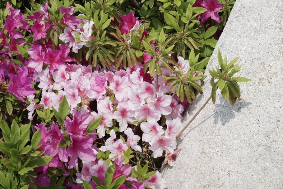 Рододендрон дерево в России