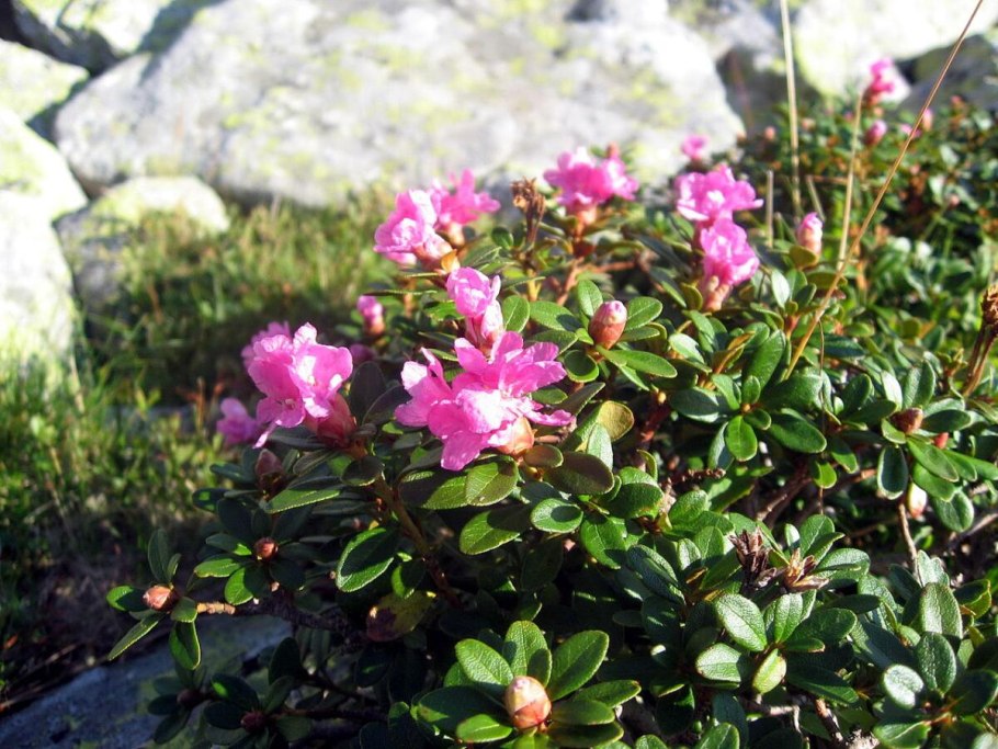 Рододендрон Адамса