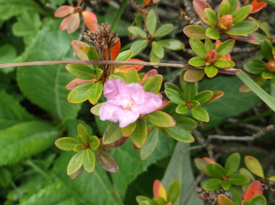 Рододендрон кэтевбинский