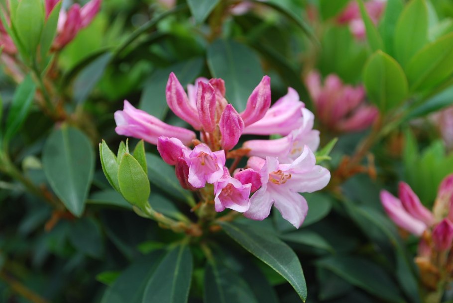 Рододендрон сихотинский