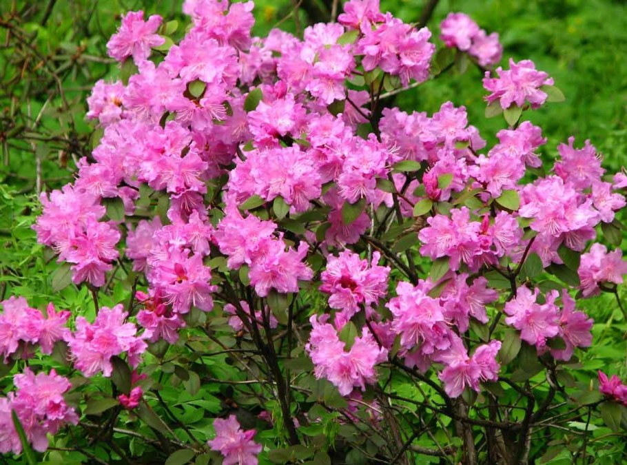 Рододендрон 'praecox'