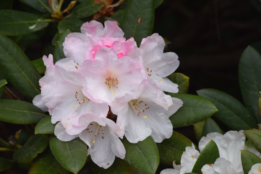 Рододендрон Даурский PJM