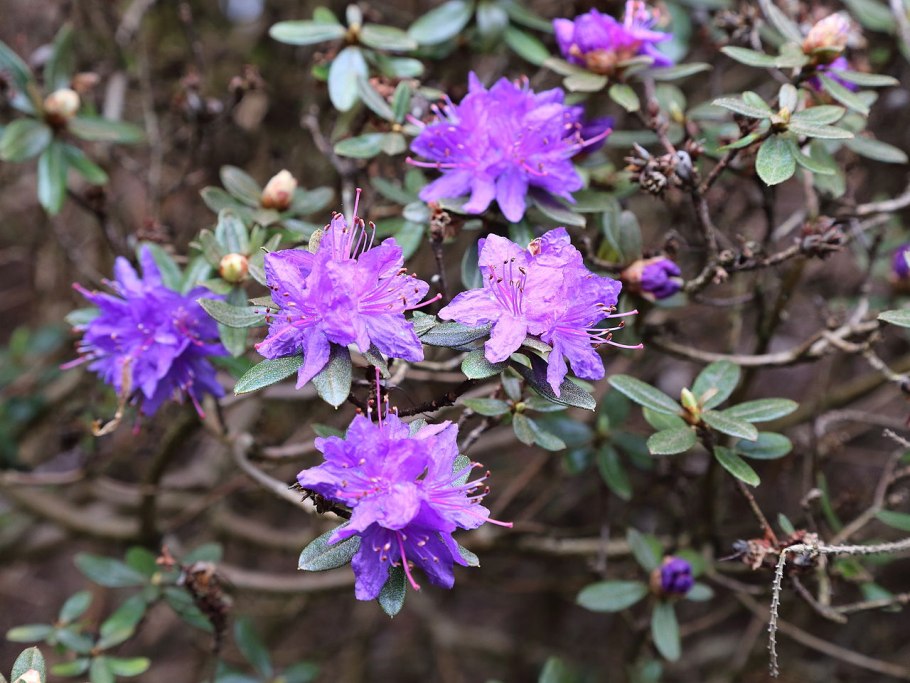 Рододендрон Макрофиллум