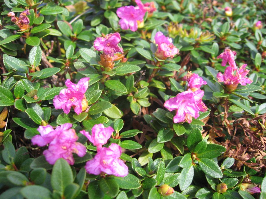 Рододендрон Альпийский