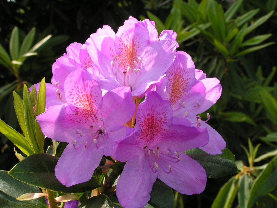 Рододендрон куст