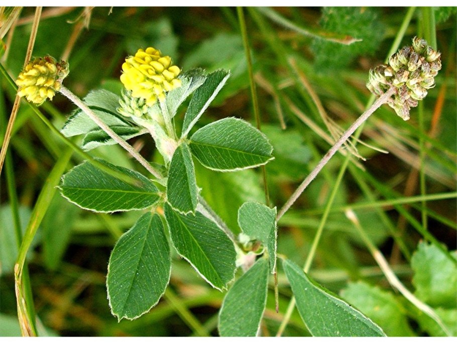 Люцерна хмелевидная Medicago lupulina