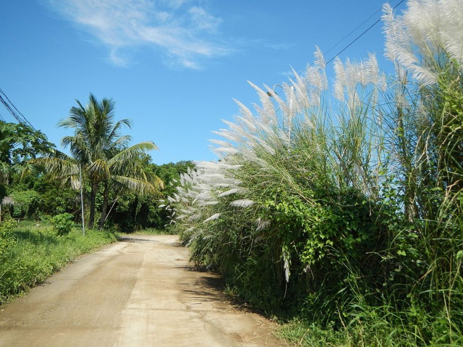 Тростник сахарный (Saccharum officinarum)