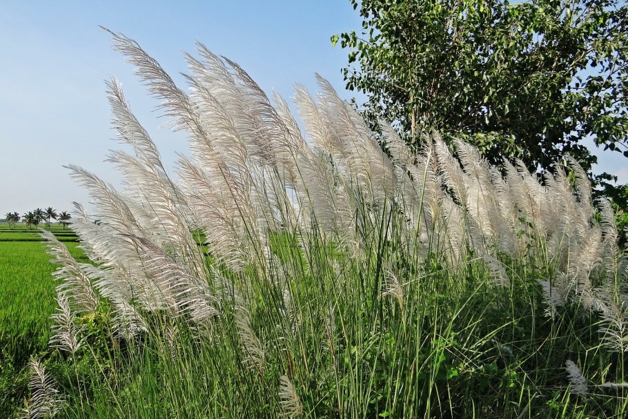 Saccharum spontaneum