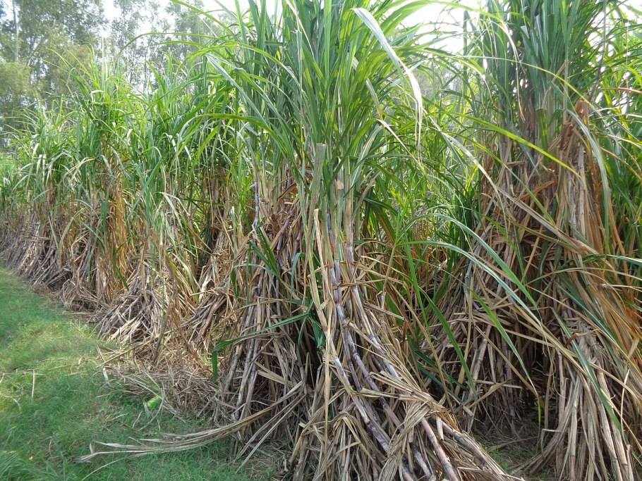 Sugarcane Farm
