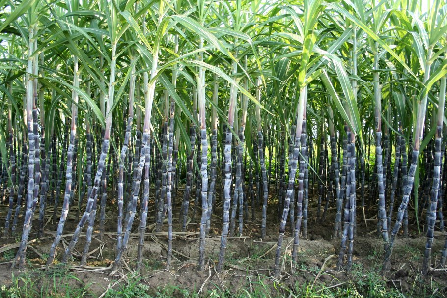 Saccharum spontaneum l.