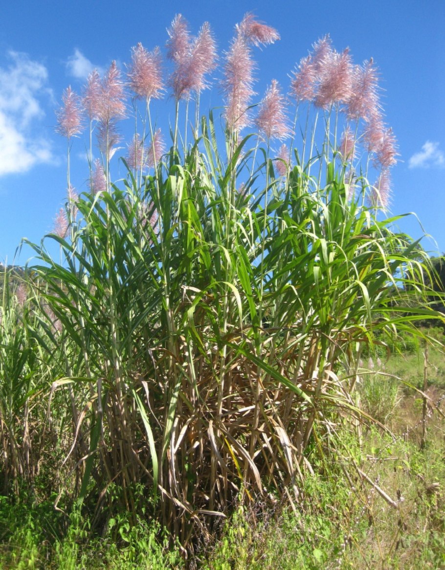 Тростник сахарный (Saccharum officinarum)