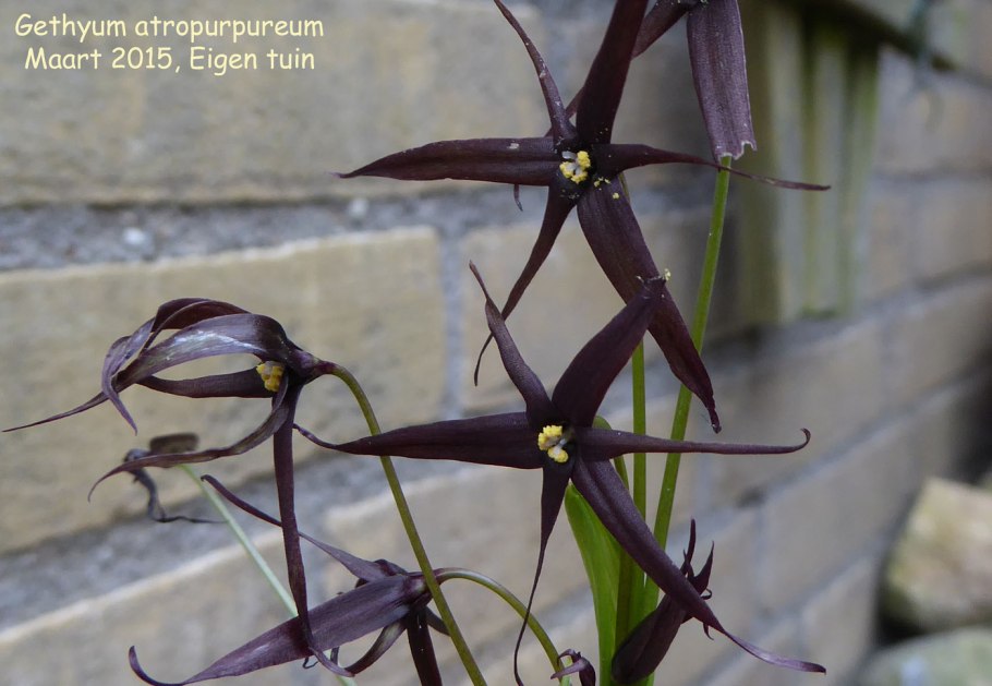 . Atropurpureum ‘variegata’
