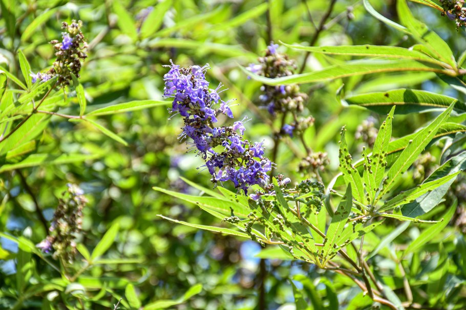 Акалифа щетинистоволосистая