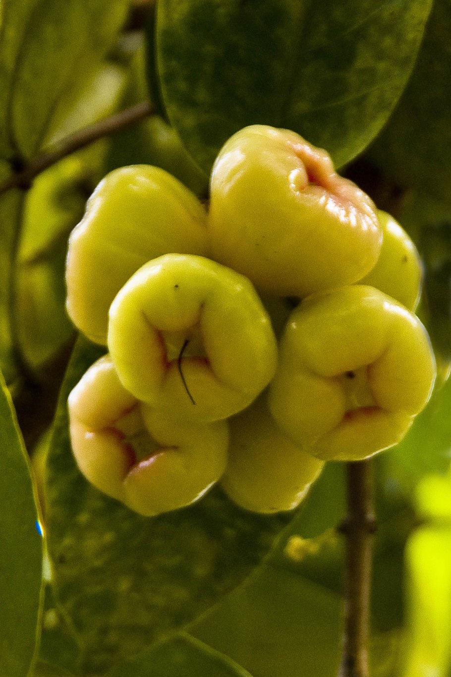 Zootrophion Atropurpureum