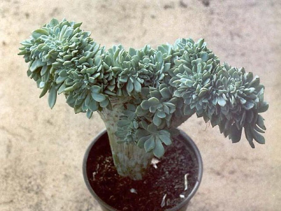 Лук Атропурпуреум