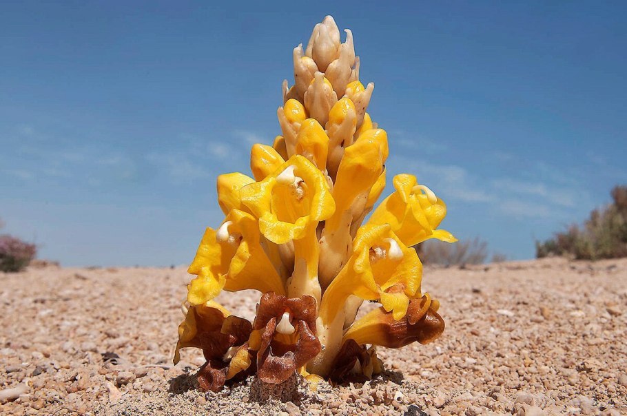 Erismann Orient 5110-10