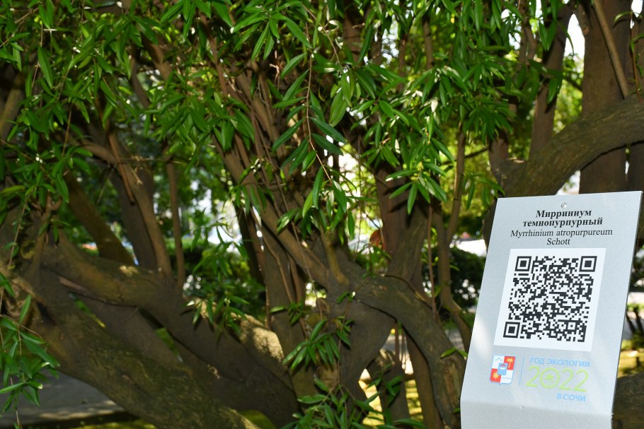 Хеббе кустарник