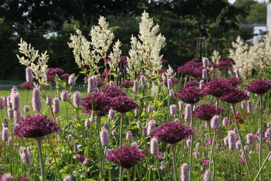 Тмин черный (нигелла)