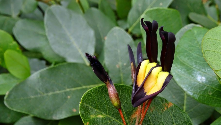 Kennedia nigricans